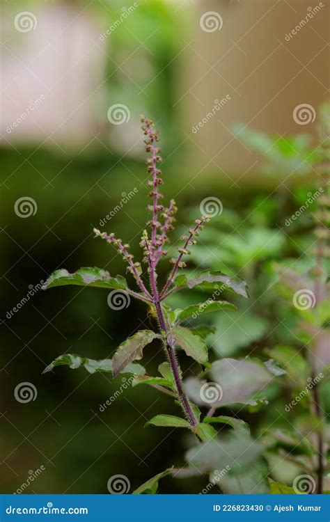 kerala tulsi video download